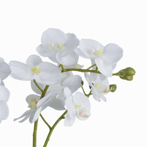 Potted Orchid in Glass Bowl