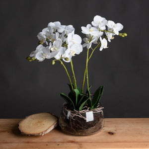 Potted Orchid in Glass Bowl