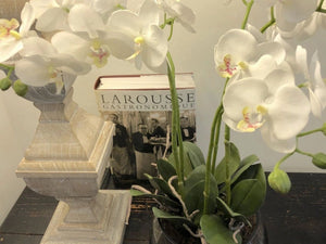 Potted Orchid in Glass Bowl