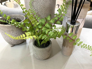 Boston Fern in Cement Pot