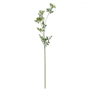 Cow Parsley Stem