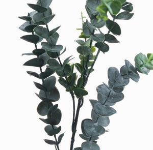 Silver Dollar Eucalyptus Stem