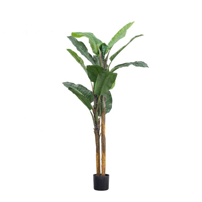 Banana Tree - 2 Sizes