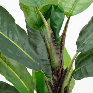 Banana Tree - 2 Sizes