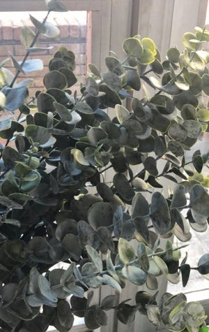 Silver Dollar Eucalyptus Stem