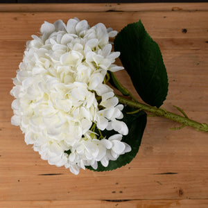 Giant Hydrangea