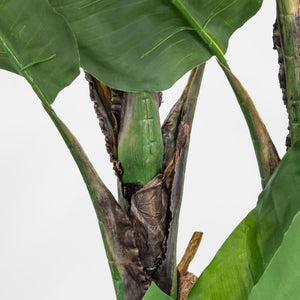 Banana Tree - 2 Sizes