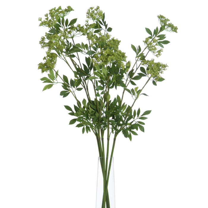 Cow Parsley Stem