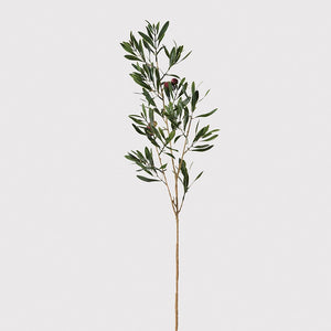 Olive Stem