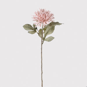 Dusky Pink Dahlia