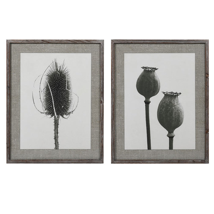 Set of 2 Poppy Teasel Prints