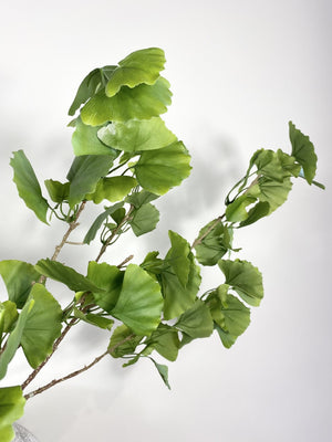 Tall Ginkgo Branch