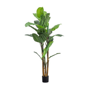 Banana Tree - 2 Sizes