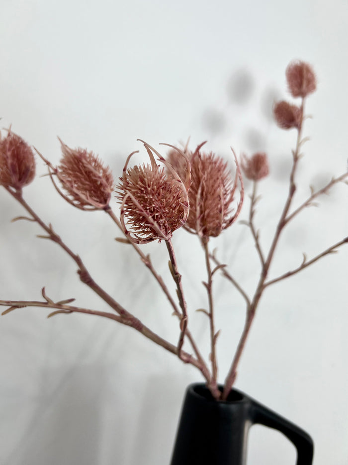 Pink Eryngium Thistle Stem