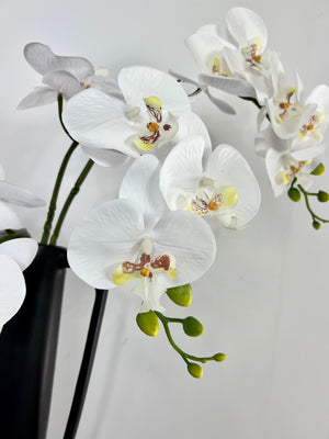 White Orchid Stem