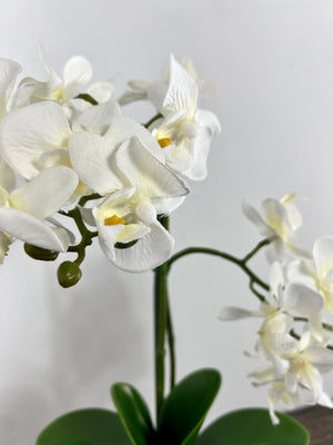 Orchid With Glass Pot