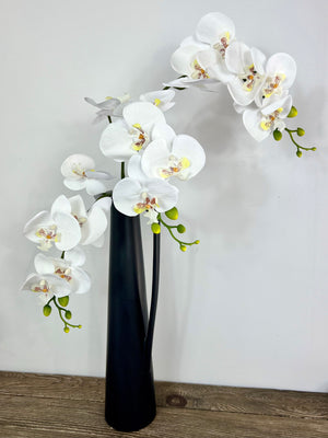 White Orchid Stem